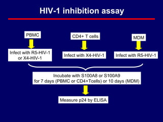 CD4+ T cells MDM PBMC Infect with R5-HIV-1 Incubate with S100A8 or S100A9 for 7 days (PBMC or CD4+Tcells) or 10 days (MDM) Measure p24 by ELISA HIV-1 inhibition assay Infect with X4-HIV-1 Infect with R5-HIV-1 or X4-HIV-1 