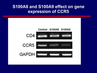 S100A8 and S100A9 effect on gene expression of CCR5 