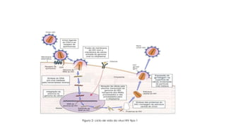 Figura 2- ciclo de vida do vírus HIV tipo 1
 