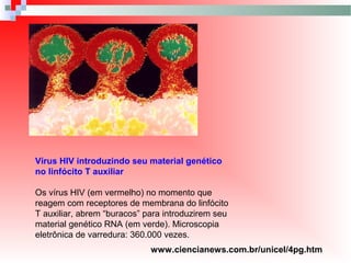 Vírus HIV introduzindo seu material genético
no linfócito T auxiliar
Os vírus HIV (em vermelho) no momento que
reagem com receptores de membrana do linfócito
T auxiliar, abrem “buracos” para introduzirem seu
material genético RNA (em verde). Microscopia
eletrônica de varredura: 360.000 vezes.
www.ciencianews.com.br/unicel/4pg.htm
 