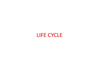 LIFE CYCLE
 