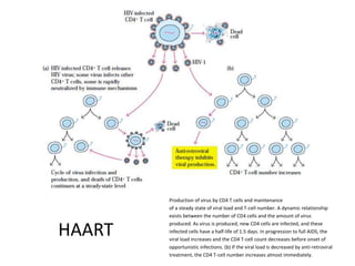 Production of virus by CD4 T cells and maintenance
        of a steady state of viral load and T-cell number. A dynamic relationship
        exists between the number of CD4 cells and the amount of virus


HAART
        produced. As virus is produced, new CD4 cells are infected, and these
        infected cells have a half-life of 1.5 days. In progression to full AIDS, the
        viral load increases and the CD4 T-cell count decreases before onset of
        opportunistic infections. (b) If the viral load is decreased by anti-retroviral
        treatment, the CD4 T-cell number increases almost immediately.
 