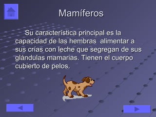 Mamíferos
   Su característica principal es la
capacidad de las hembras alimentar a
sus crías con leche que segregan de sus
glándulas mamarias. Tienen el cuerpo
cubierto de pelos.
 