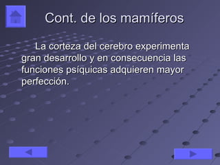 Cont. de los mamíferos

   La corteza del cerebro experimenta
gran desarrollo y en consecuencia las
funciones psíquicas adquieren mayor
perfección.
 