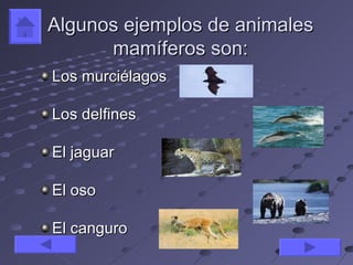 Algunos ejemplos de animales
      mamíferos son:
Los murciélagos

Los delfines

El jaguar

El oso

El canguro
 