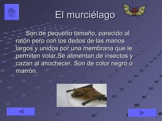 El murciélago
    Son de pequeño tamaño, parecido al
ratón pero con los dedos de las manos
largos y unidos por una membrana que le
permiten volar.Se alimentan de insectos y
cazan al anochecer. Son de color negro o
marrón.
 