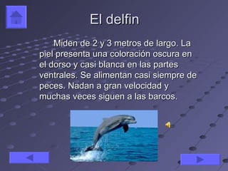 El delfin
    Miden de 2 y 3 metros de largo. La
piel presenta una coloración oscura en
el dorso y casi blanca en las partes
ventrales. Se alimentan casi siempre de
peces. Nadan a gran velocidad y
muchas veces siguen a las barcos.
 
