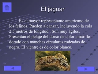 El jaguar
      Es el mayor representante americano de
los felinos. Pueden alcanzar, incluyendo la cola
2.5 metros de longitud . Son muy ágiles.
Presentan el pelaje del dorso de color amarillo
dorado con manchas circulares rodeadas de
negro. El vientre es de color blanco.
 