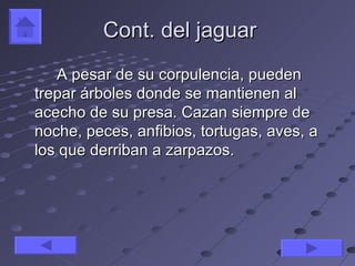 Cont. del jaguar
   A pesar de su corpulencia, pueden
trepar árboles donde se mantienen al
acecho de su presa. Cazan siempre de
noche, peces, anfibios, tortugas, aves, a
los que derriban a zarpazos.
 