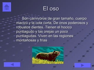 El oso
   Son carnívoros de gran tamaño, cuerpo
macizo y la cola corta. De onos poderosos y
robustos dientes. Tienen el hocico
puntiagudo y las orejas un poco
puntiagudas. Viven en las regiones
montañosas y frías
 