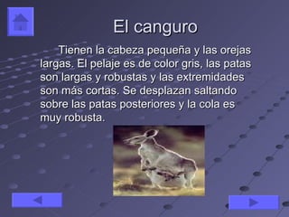 El canguro
    Tienen la cabeza pequeña y las orejas
largas. El pelaje es de color gris, las patas
son largas y robustas y las extremidades
son más cortas. Se desplazan saltando
sobre las patas posteriores y la cola es
muy robusta.
 