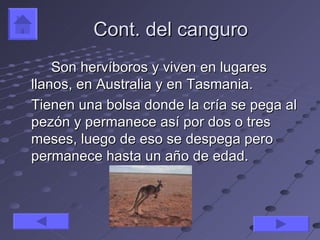 Cont. del canguro
    Son hervíboros y viven en lugares
llanos, en Australia y en Tasmania.
Tienen una bolsa donde la cría se pega al
pezón y permanece así por dos o tres
meses, luego de eso se despega pero
permanece hasta un año de edad.
 