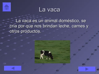 La vaca
    La vaca es un animal doméstico, se
cría por que nos brindan leche, carnes y
otros productos.
 