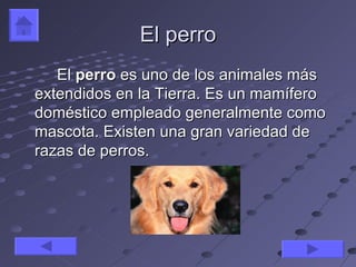 El perro
   El perro es uno de los animales más
extendidos en la Tierra. Es un mamífero
doméstico empleado generalmente como
mascota. Existen una gran variedad de
razas de perros.
 