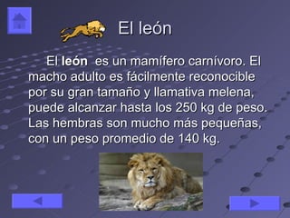 El león
   El león es un mamífero carnívoro. El
macho adulto es fácilmente reconocible
por su gran tamaño y llamativa melena,
puede alcanzar hasta los 250 kg de peso.
Las hembras son mucho más pequeñas,
con un peso promedio de 140 kg.
 