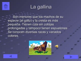 La gallina
    Son menores que los machos de su
especie (el gallo) y la cresta es más
pequeña. Tienen cola sin cobijas
prolongadas y tampoco tienen espuelones.
Se conocen diversas razas y variados
colores.
 