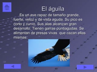 El águila
    Es un ave rapaz de tamaño grande,
fuerte, veloz y de vista aguda. Su pico es
corto y curvo. Sus alas alcanzan gran
desarrollo. Tienen garras puntiagudas. Se
alimentan de presas vivas que cazan ellas
mismas.
 