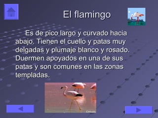 El flamingo
   Es de pico largo y curvado hacia
abajo. Tienen el cuello y patas muy
delgadas y plumaje blanco y rosado.
Duermen apoyados en una de sus
patas y son comunes en las zonas
templadas.
 