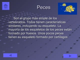 Peces

    Son el grupo más simple de los
vertebrados. Todos tienen características
similares, incluyendo su esqueleto. La
mayoría de los esqueletos de los peces están
formado por huesos. Unos pocos peces
tienen su esqueleto formado por cartílagos.
 