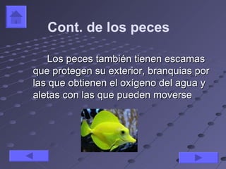 Cont. de los peces

   Los peces también tienen escamas
que protegen su exterior, branquias por
las que obtienen el oxígeno del agua y
aletas con las que pueden moverse
 