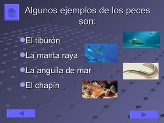Algunos ejemplos de los peces
             son:

El tiburón
La manta raya
La anguila de mar
El chapín
 