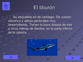 El tiburón
     Su esqueleto es de cartílago. De cuerpo
cilíndrico y aletas pectorales muy
desarrolladas. Tienen la boca dotada de tres
a cinco hileras de dientes, en la parte inferior
de la cabeza.
 