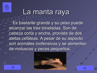 La manta raya
  Es bastante grande y su peso puede
alcanzar las tres toneladas. Son de
cabeza corta y ancha, provista de dos
aletas cefáleas. A pesar de su aspecto
son animales inofensivos y se alimentan
de moluscos y peces pequeños.
 