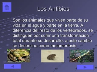 Los Anfibios
Son los animales que viven parte de su
vida en el agua y parte en la tierra. A
diferencia del resto de los vertebrados, se
distinguen por sufrir una transformación
total durante su desarrollo, a este cambio
se denomina como metamorfosis.
 