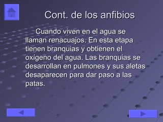 Cont. de los anfibios
    Cuando viven en el agua se
llaman renacuajos. En esta etapa
tienen branquias y obtienen el
oxígeno del agua. Las branquias se
desarrollan en pulmones y sus aletas
desaparecen para dar paso a las
patas.
 