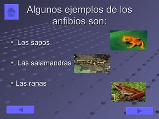 Algunos ejemplos de los
        anfibios son:

Los sapos

Las salamandras

Las ranas
 