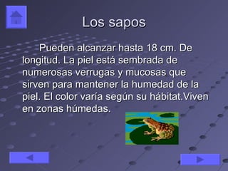 Los sapos
    Pueden alcanzar hasta 18 cm. De
longitud. La piel está sembrada de
numerosas verrugas y mucosas que
sirven para mantener la humedad de la
piel. El color varía según su hábitat.Viven
en zonas húmedas.
 