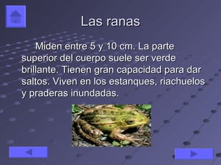 Las ranas
    Miden entre 5 y 10 cm. La parte
superior del cuerpo suele ser verde
brillante. Tienen gran capacidad para dar
saltos. Viven en los estanques, riachuelos
y praderas inundadas.
 