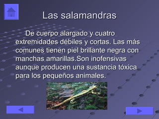 Las salamandras
   De cuerpo alargado y cuatro
extremidades débiles y cortas. Las más
comunes tienen piel brillante negra con
manchas amarillas.Son inofensivas
aunque producen una sustancia tóxica
para los pequeños animales.
 
