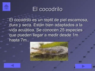 El cocodrilo
El cocodrilo es un reptil de piel escamosa,
dura y seca. Están bien adaptados a la
vida acuática. Se conocen 25 especies
que pueden llegar a medir desde 1m
hasta 7m .
 