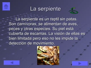 La serpiente
    La serpiente es un reptil sin patas.
Son carnívoras, se alimentan de aves,
peces y otras especies. Su piel está
cubierta de escamas. La visión de ellas es
bien limitada pero eso no les impide la
detección de movimiento.
 