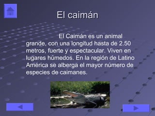 El caimán

            El Caimán es un animal
grande, con una longitud hasta de 2.50
metros, fuerte y espectacular. Viven en
lugares húmedos. En la región de Latino
América se alberga el mayor número de
especies de caimanes.
 
