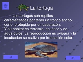 La tortuga
     Las tortugas son reptiles
caracterizados por tener un tronco ancho
corto, protegido por un caparazón.
Y su habitat es terrestre, acuático y de
agua dulce. La reproducción es ovípara y la
incubación se realiza por irradiación solar.
 