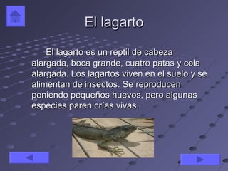 El lagarto

    El lagarto es un reptil de cabeza
alargada, boca grande, cuatro patas y cola
alargada. Los lagartos viven en el suelo y se
alimentan de insectos. Se reproducen
poniendo pequeños huevos, pero algunas
especies paren crías vivas.
 