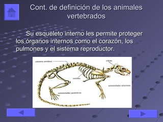 Cont. de definición de los animales
               vertebrados

    Su esqueleto interno les permite proteger
los órganos internos como el corazón, los
pulmones y el sistema reproductor.
 