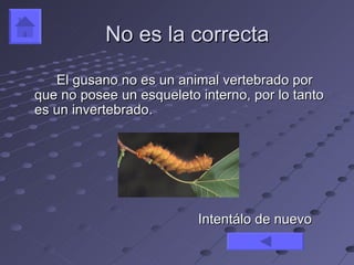 No es la correcta

   El gusano no es un animal vertebrado por
que no posee un esqueleto interno, por lo tanto
es un invertebrado.




                          Intentálo de nuevo
 