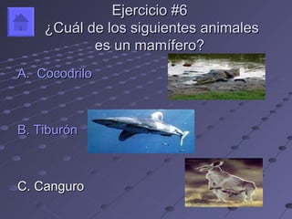 Ejercicio #6
    ¿Cuál de los siguientes animales
           es un mamífero?
A. Cocodrilo



B. Tiburón



C. Canguro
 