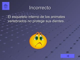 Incorrecto
El esqueleto interno de los animales
vertebrados no protege sus dientes.
 