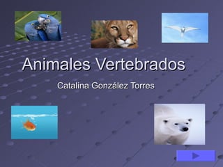 Animales Vertebrados
    Catalina González Torres
 
