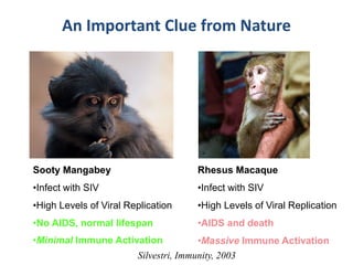 Sooty Mangabey
•Infect with SIV
•High Levels of Viral Replication
•No AIDS, normal lifespan
Rhesus Macaque
•Infect with SIV
•High Levels of Viral Replication
•AIDS and death
Silvestri, Immunity, 2003
An Important Clue from Nature
•Minimal Immune Activation •Massive Immune Activation
 