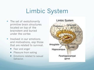 Limbic System
!  The set of evolutionarily
primitive brain structures
located on top of the
brainstem and buried
under the cortex
!  Involved in our emotions
and motivations, esp those
that are related to survival.
!  Fear and anger
!  Pleasure from eating
!  Emotions related to sexual
behavior.
 