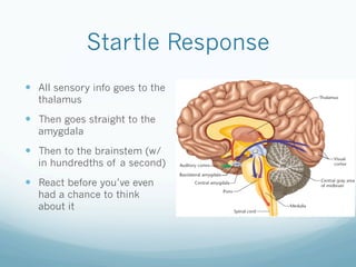 Startle Response
!  All sensory info goes to the
thalamus
!  Then goes straight to the
amygdala
!  Then to the brainstem (w/
in hundredths of a second)
!  React before you’ve even
had a chance to think
about it
 
