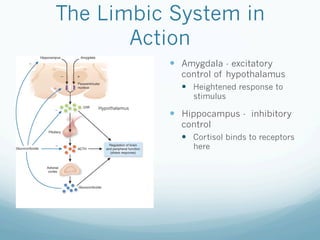 The Limbic System in
Action
!  Amygdala - excitatory
control of hypothalamus
!  Heightened response to
stimulus
!  Hippocampus - inhibitory
control
!  Cortisol binds to receptors
here
Hypothalamus
 