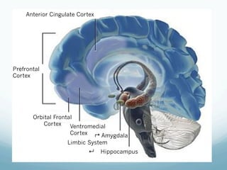 Anterior Cingulate Cortex
Prefrontal
Cortex
Orbital Frontal
Cortex
Limbic System
Ventromedial
Cortex Amygdala
Hippocampus
↵
↵
 