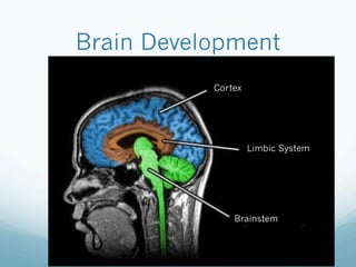 Brain Development
Cortex
Limbic System
Brainstem
 