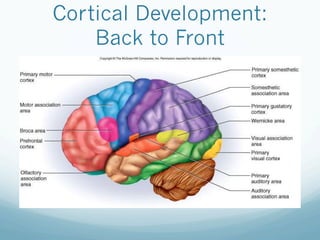 Cortical Development:
Back to Front
 